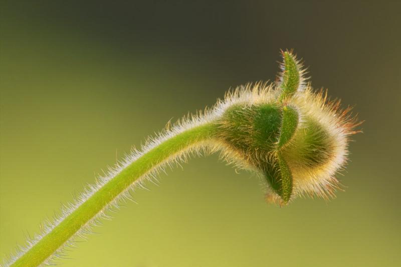 Young Bud