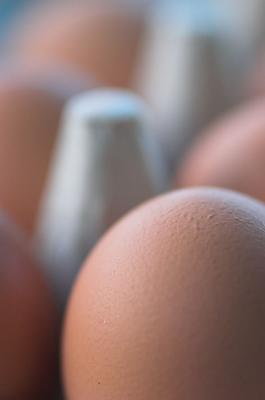 Eggs - Freddy NZ