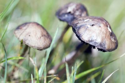Mushroom Harvest by paulblock