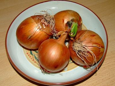 Onions by Judi