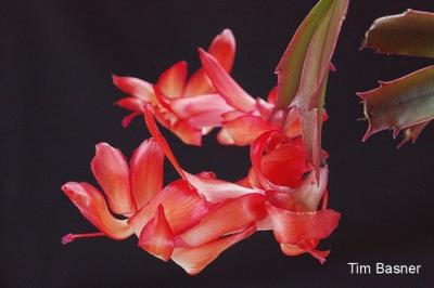 MC23 Christmas Spirit2nd Place Christmas Cactus in Bloom - Atupdate