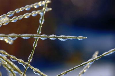 Pine Needles In Ice by Chris