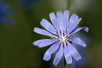 wild chicory, by Christopher