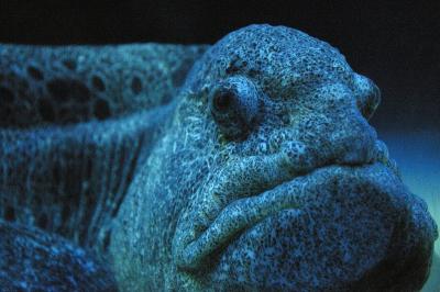 Wolf Eel by Atupdate