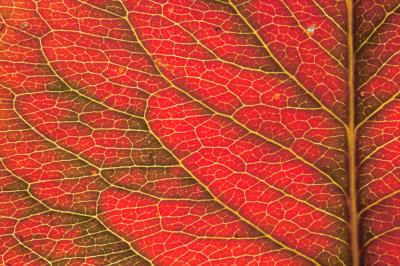 backlit pear leaf by Barrytheb