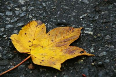 Leaved over from a fall - by JensR