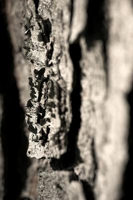 tree bark, by Christopher