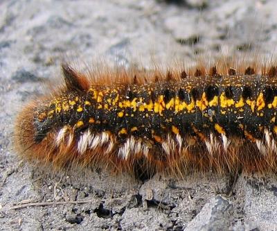 Hairy Caterpillar - mbf