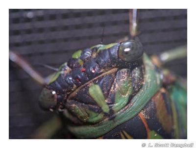 Cicada by Scott