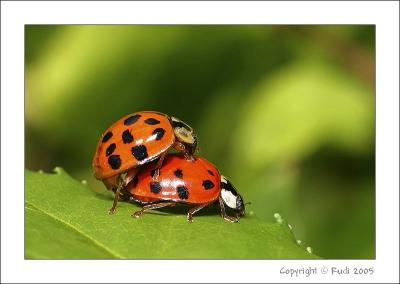 Ladybug Love By Rudiman