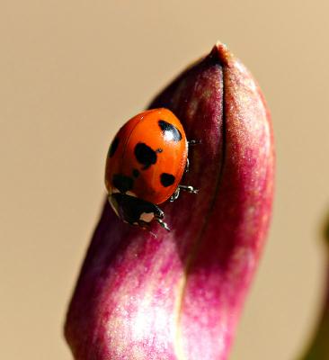 Ladybug by Don
