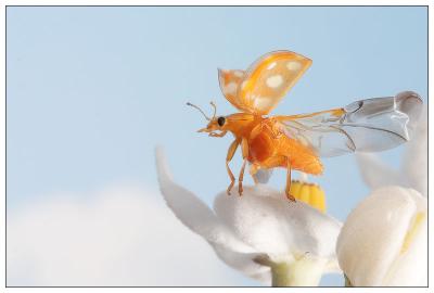 MC29 Ladybugs 1st Place-Mildew Ladybug taking off by Edwin Bont