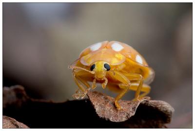 Fred, a mildew ladybird