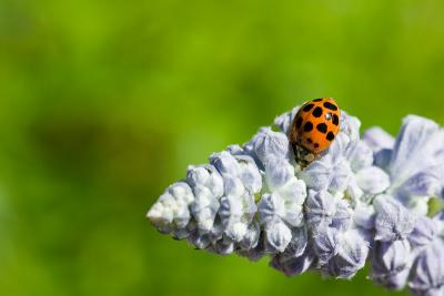 lone ladybug - loudtiger