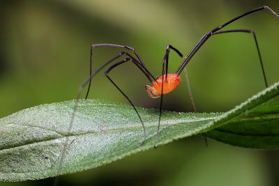 Harvestman by icmp