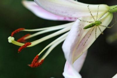 Spider Lily  by Tom