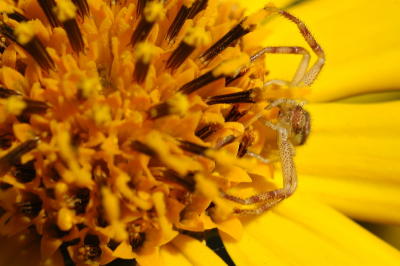 Spider in the sun[flower] by debunix