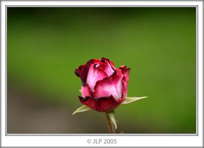 HM2: Red Rose - Jono LP