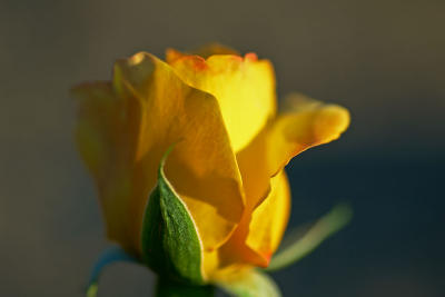 Golden Rose - LanceB
