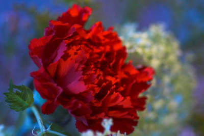Red Carnation - Phenri