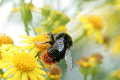 Bumble bee by Racketman