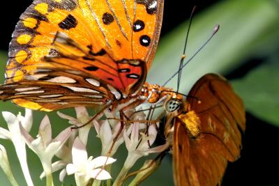 Butterfly Kiss by tucsondave