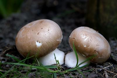 Mushrooms by hzoli