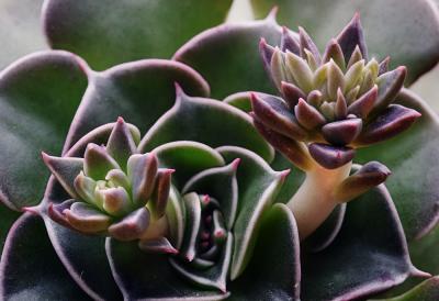 young echevaria small.jpg