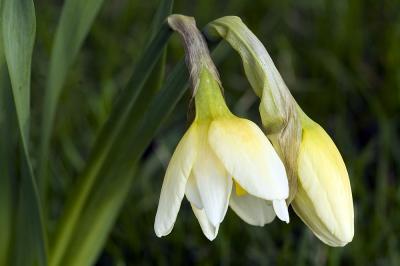 Daffodils by iotatau