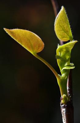MC37: Young ones1st  PlaceUnfurling:  young redbud leavesby debunix