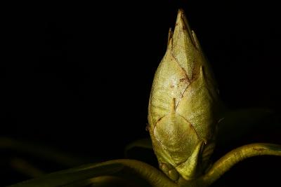 rhododendron bud by gh