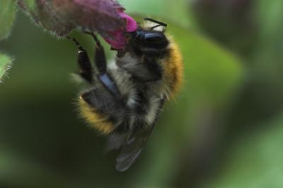 Bumblebee (Frank Flachs)