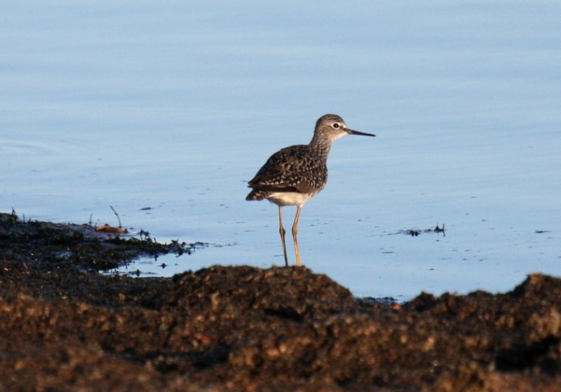 Solitary Sandpiper