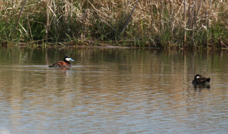 Ruddy Ducks