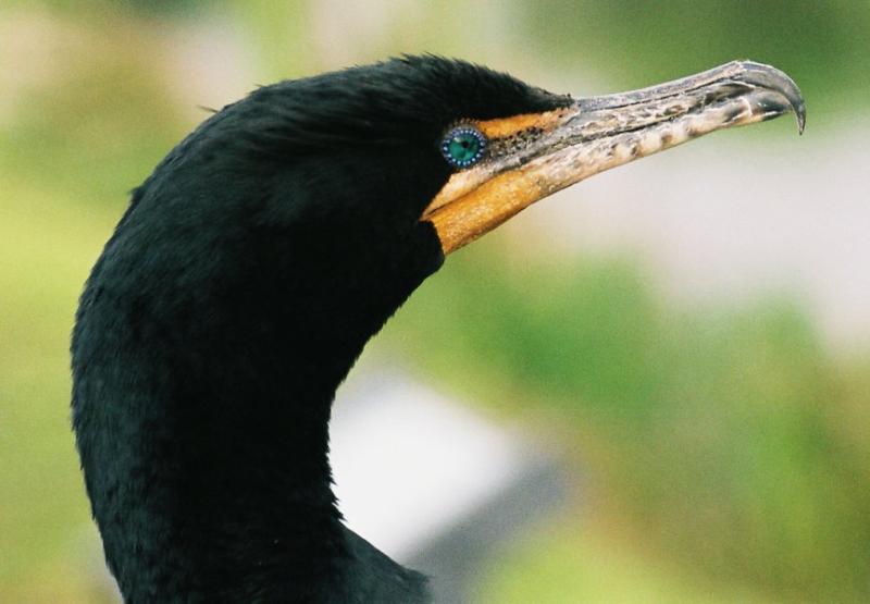 Double-crested Cormorant