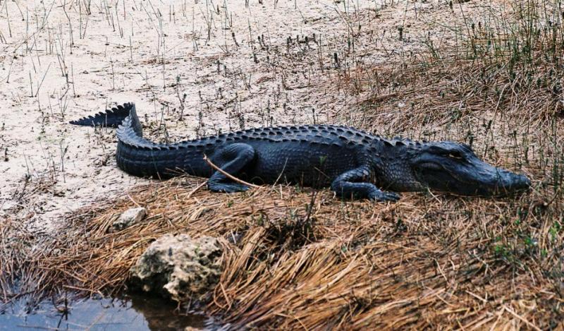American Alligator
