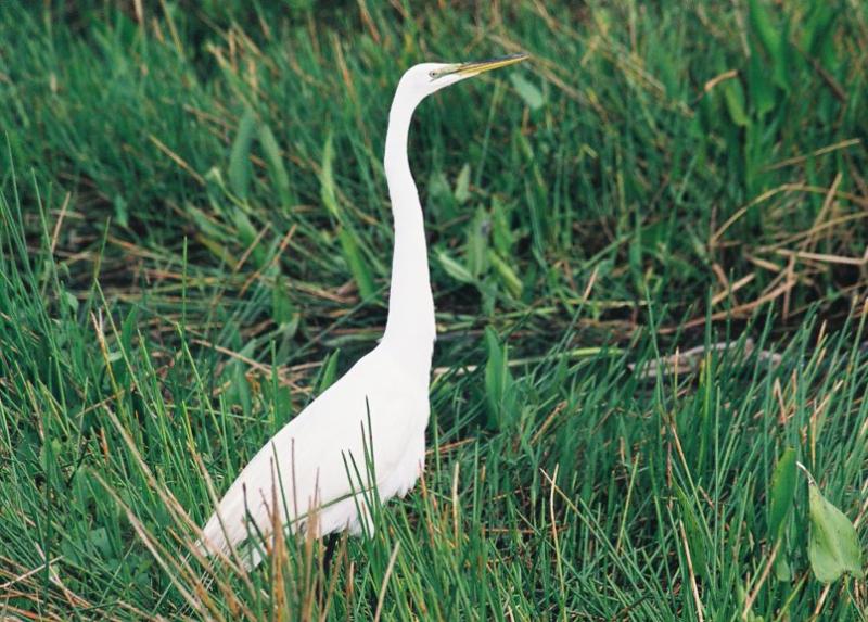 Great White Heron