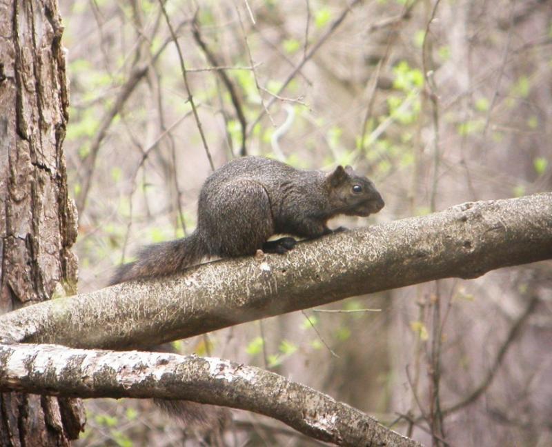 Fox Squirrel - black morph