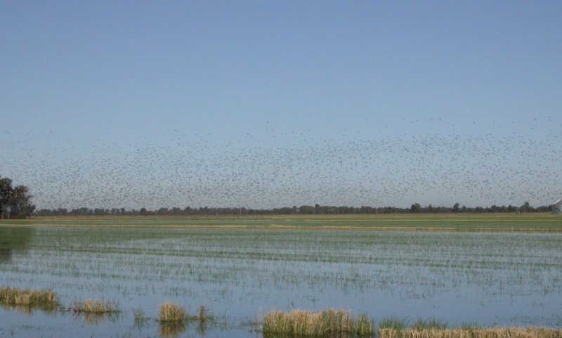 Peregrine flushes the ducks (mostly Northern Pintail)