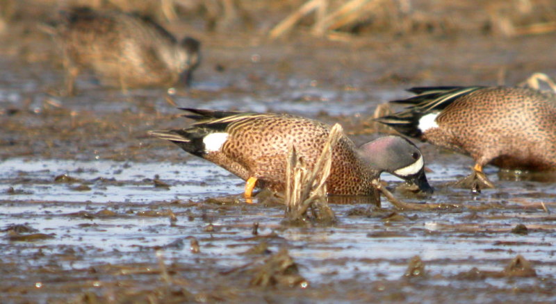 Blue-winged Teal