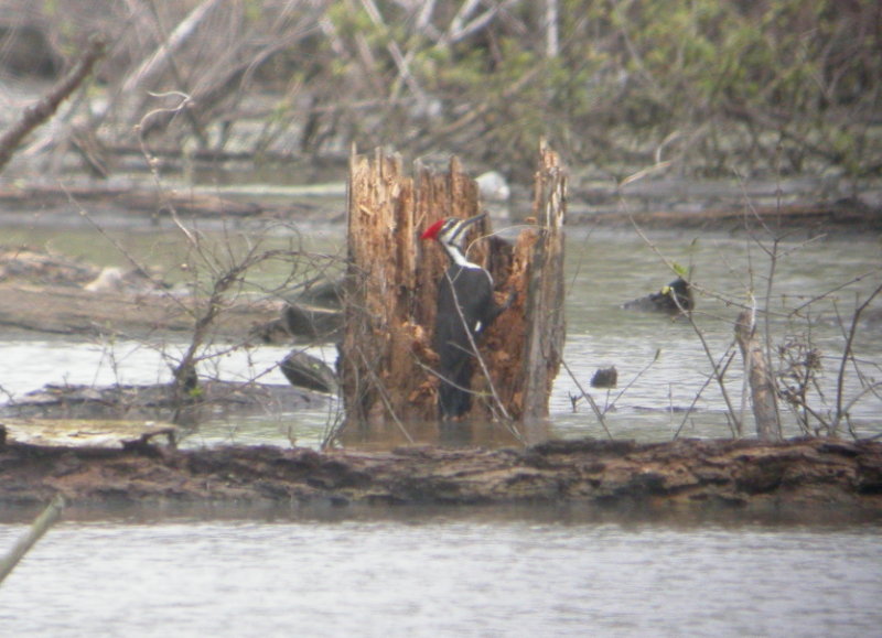 Pileated Woodpecker