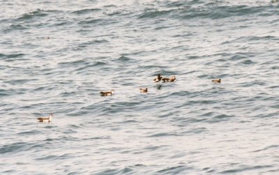 Wilson's Storm-Petrels and Audubon's Shearwaters