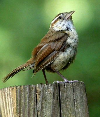 Carolina Wren