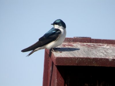 Tree Swallow