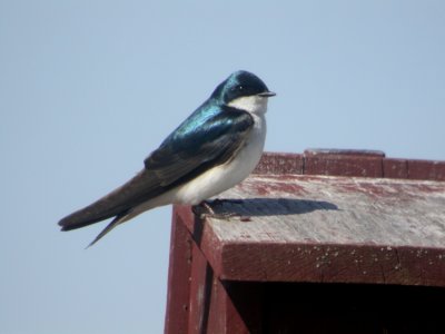 Tree Swallow