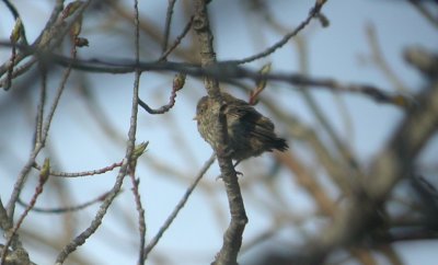 Pine Siskin fledgling