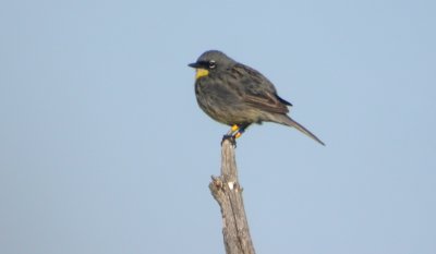 Kirtland's Warbler