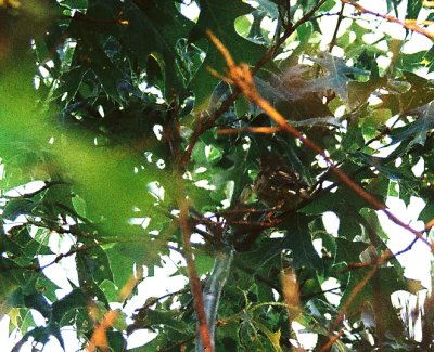 Black-billed Cuckoo fledgling