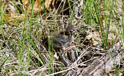 Chipping Sparrow fledgling
