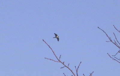 Gyrfalcon